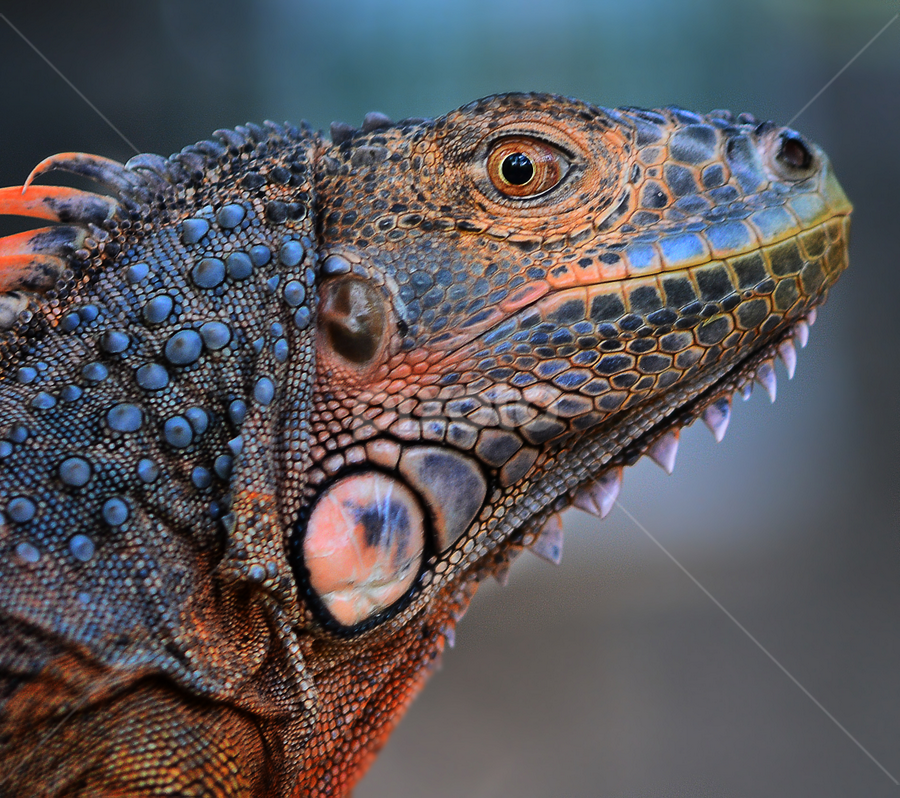 by Ajar Setiadi - Animals Reptiles
