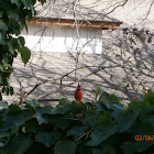 Cardinal (Male)