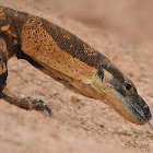 Lace Monitor