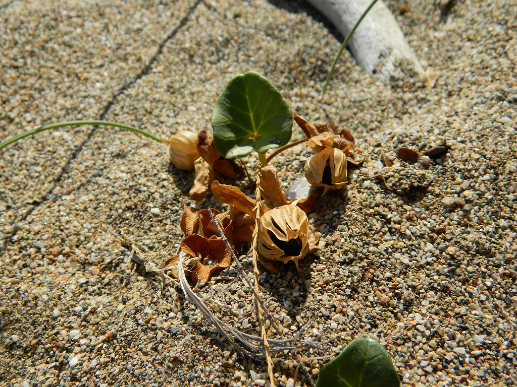 Shore bindweed seedpods