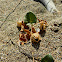 Shore bindweed seedpods