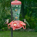 Hummingbird Parent And Baby