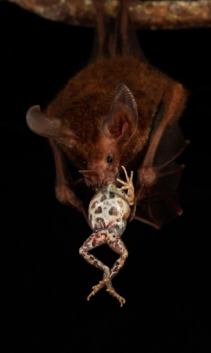 Bat Snack Live Wallpaper