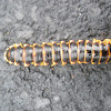 Bumblebee Millipede