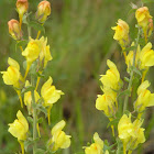 Dalmatian toadflax