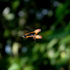 mating wasp-mimic fly