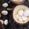 White-egg Bird's Nest Fungi