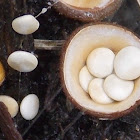 White-egg Bird's Nest Fungi