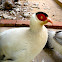 White Eared Pheasant
