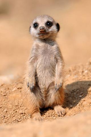 Cute animal Babies