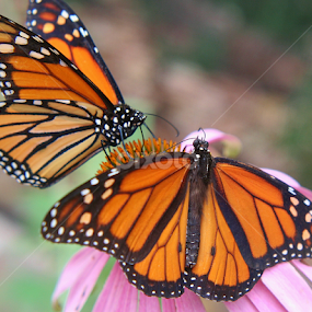 The Magic of Monarchs by Sherri Woodbridge - Animals Insects & Spiders