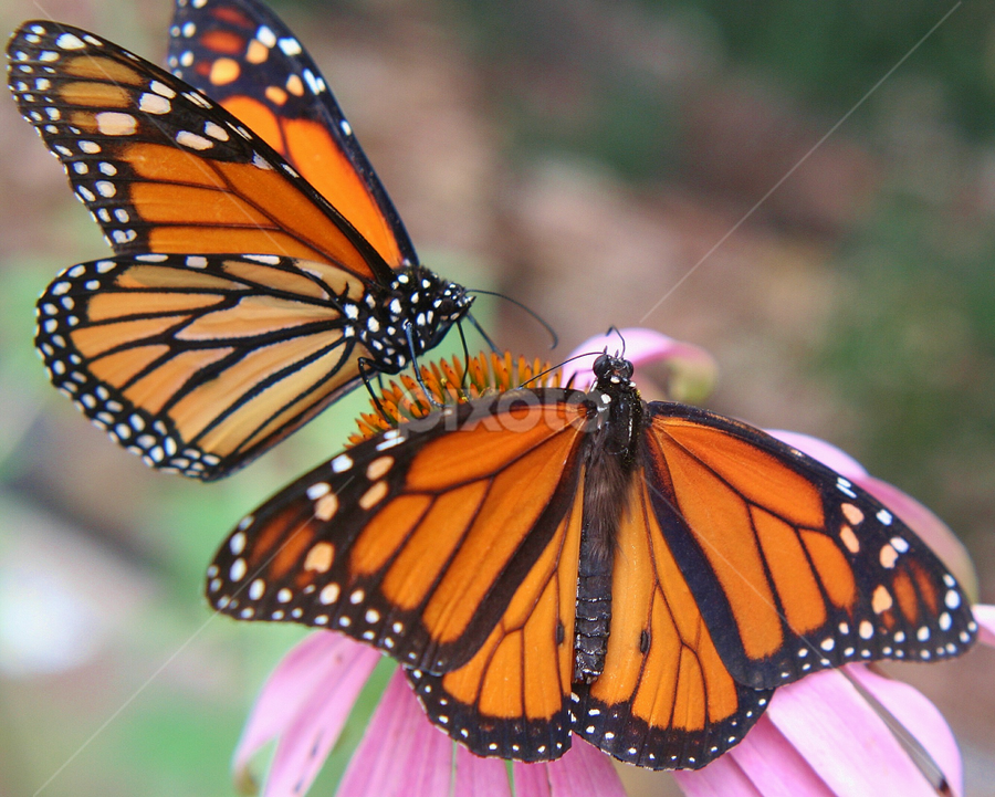 The Magic of Monarchs by Sherri Woodbridge - Animals Insects & Spiders