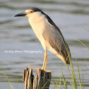 Black-crowned night heron