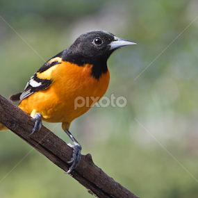 Handsome Oriole by Sue Matsunaga - Novices Only Wildlife