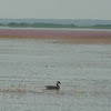 Cotton Pygmy Goose
