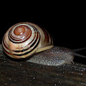 Snail