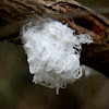 Australian Scale insect
