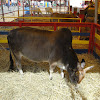Zebu Steer, Humped cattle