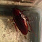 Palmetto bug or cock roach