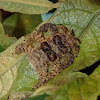 Hag Moth Caterpillar