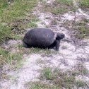 Gophur tortoise
