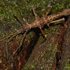 Spiny Stick Insect, Phasmid -Male