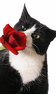 How to mod Rose Live Wallpaper patch 1.0 apk for pc
