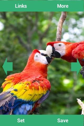 【免費娛樂App】Parrots Wallpapers-APP點子