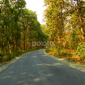 Insert the Forest  by Subhadeep Das - Landscapes Forests