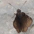 Northern Cloudywing