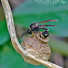 Potter wasp