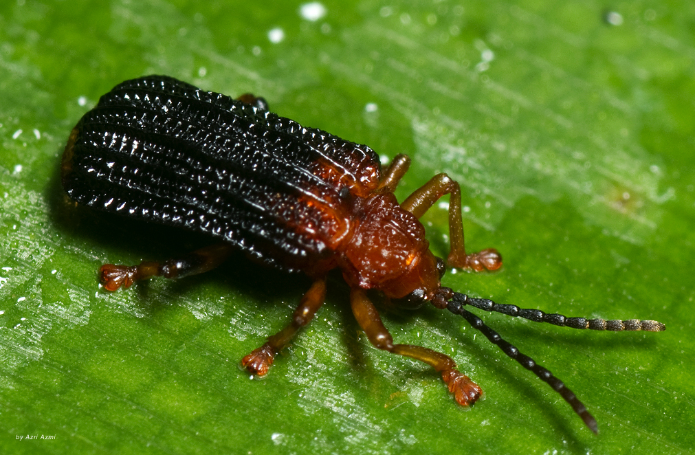 Leafminer Beetle