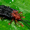 Leafminer Beetle