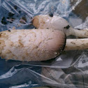 Shaggy Mane Mushroom