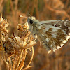 Grizzled Skipper Butterfly / Sljezov pjegavi debeloglavac