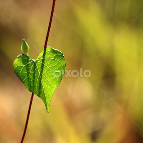 Love U by Irfan Hikmawan - Nature Up Close Leaves & Grasses