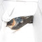 Barn swallow (Σταυλοχελίδονο)