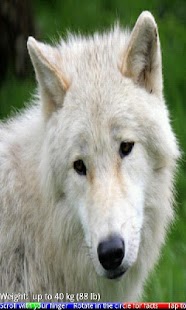 Wild Animals of the Arctic Screenshots 20