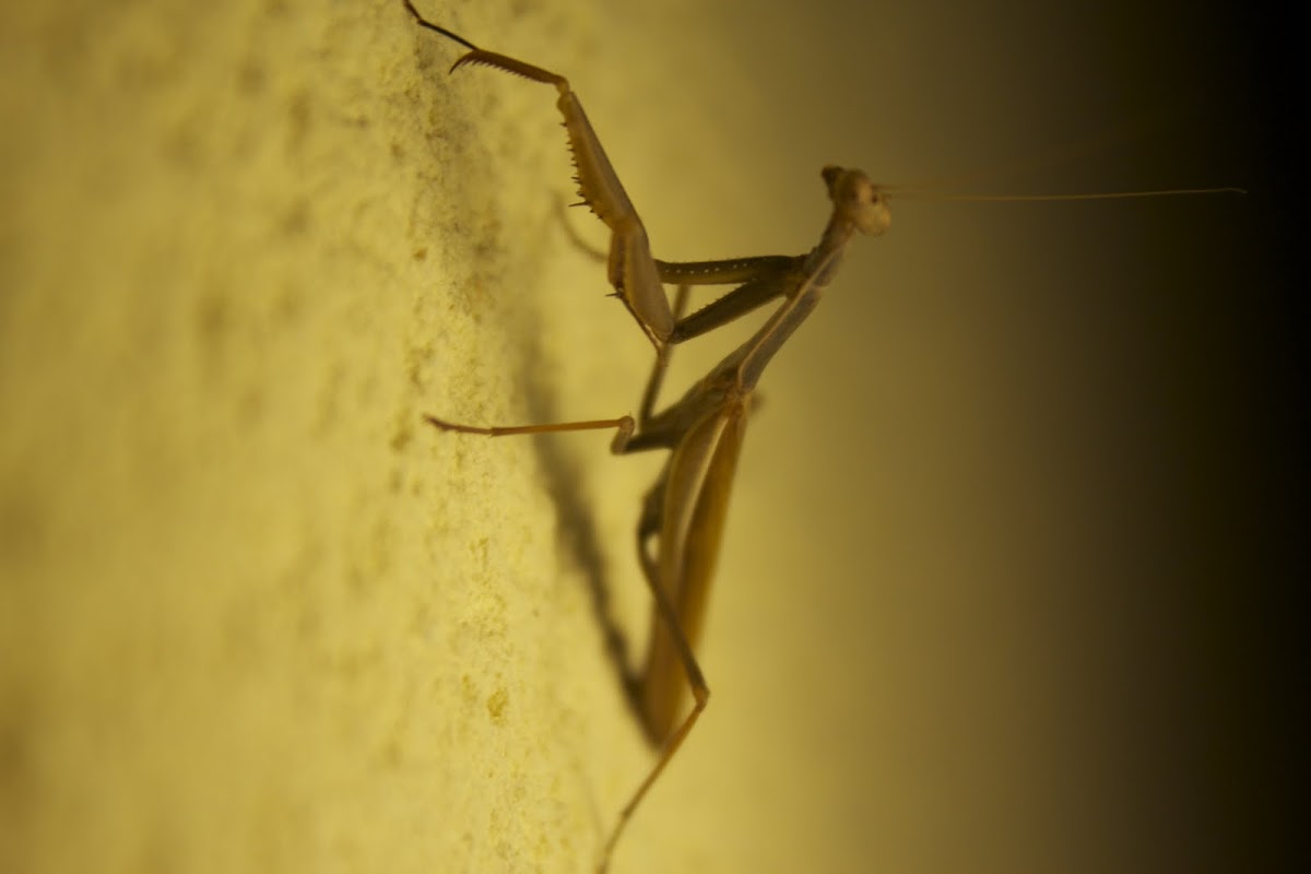 Mantis religiosa