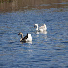 Swan/Geese hybrids with possible wild
