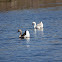 Swan/Geese hybrids with possible wild
