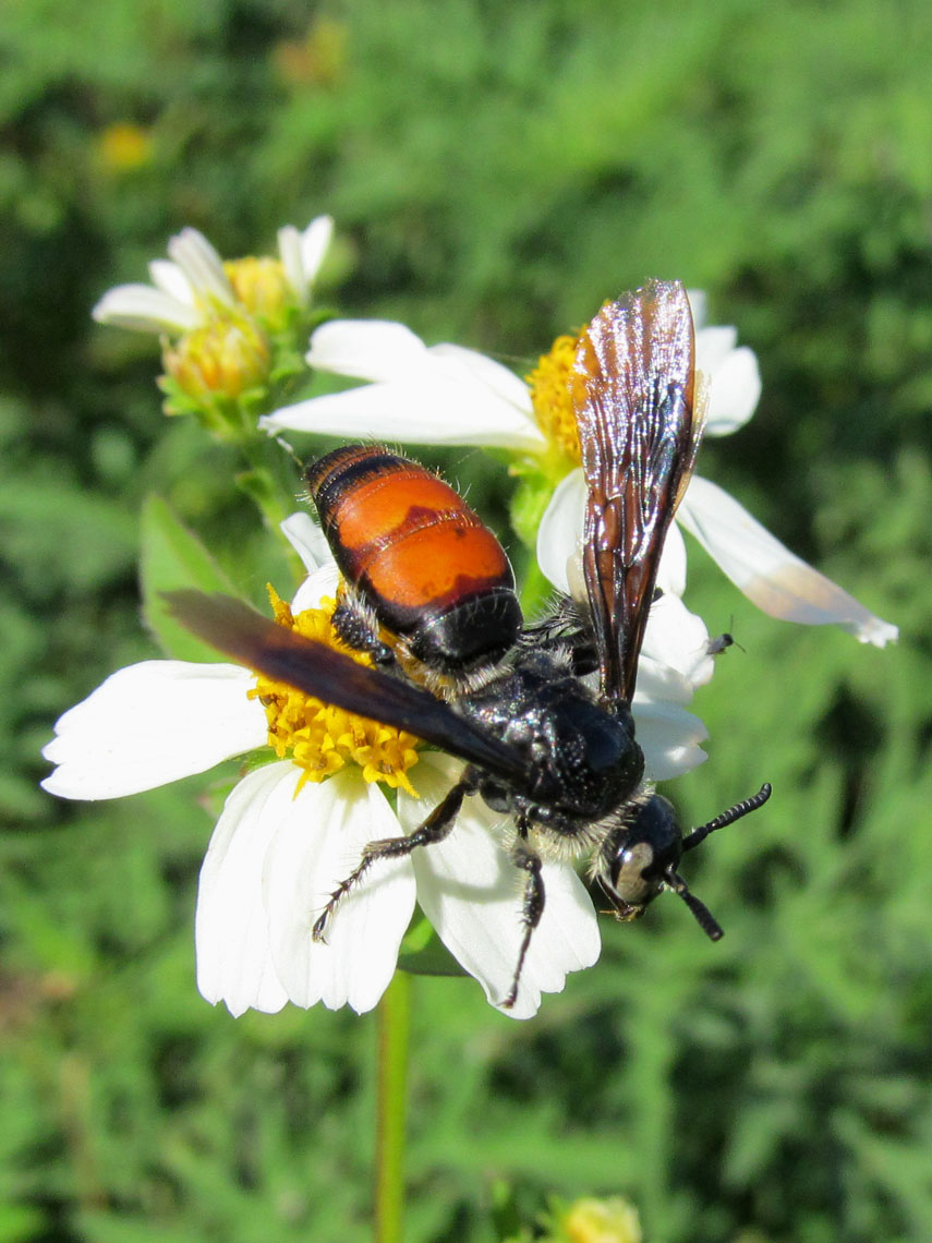 Caribbean Scoliid Wasp