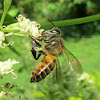 European Honey Bee