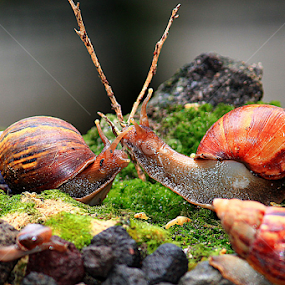 by Luxmen 46 - Animals Other