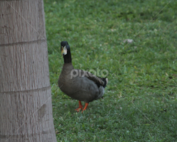 Duck's Curiosity  by Cecilia Laird -  