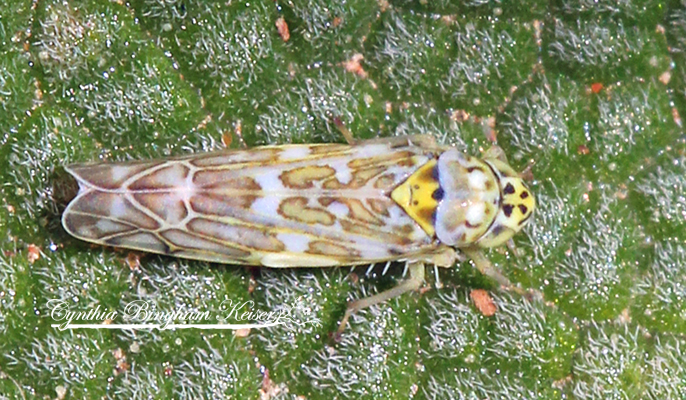 Ligurian Leafhopper