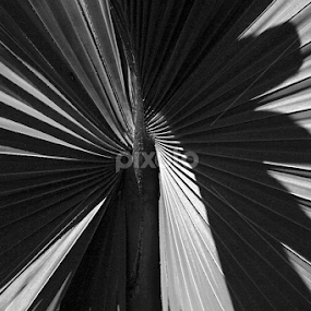 Twisted Palms by Jerry Houle - Nature Up Close Trees & Bushes