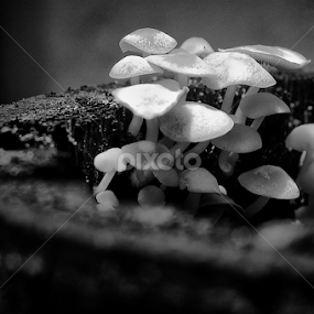 Mushrooms on Death Palmtree by Endro Boloth - Nature Up Close Mushrooms & Fungi