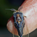 Clearwing Tussock Moth