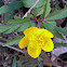 Yellow anemone/Zlatična vetrnica